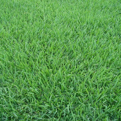 Wintergreen Couch Grass