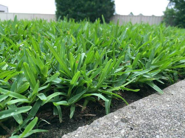 Matilda Buffalo Grass