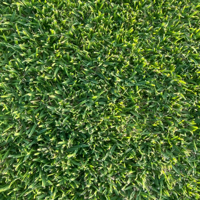 Sir Walter Buffalo Grass