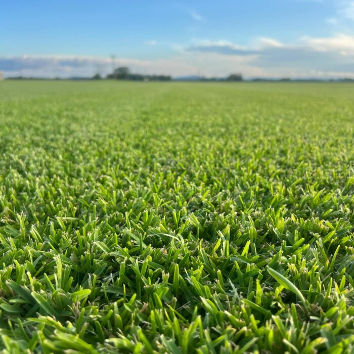 Soft Leaf Buffalo Grass